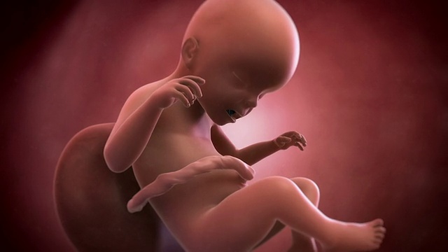胎儿动画- 23周视频素材
