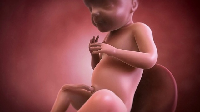 胎儿动画- 28周视频素材