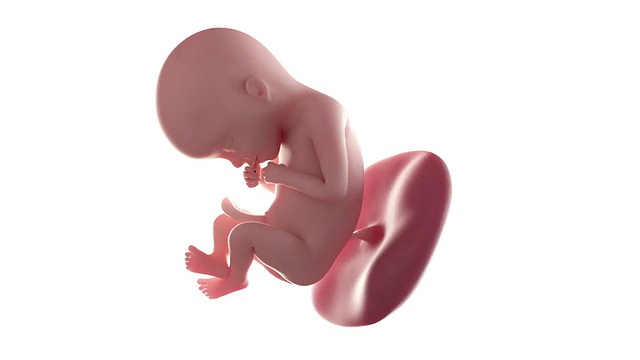 胎儿动画- 22周视频素材