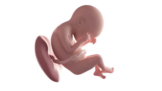 胎儿动画-第24周视频素材