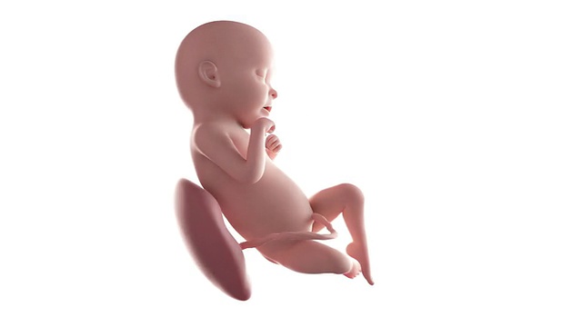 胎儿动画-第31周视频素材