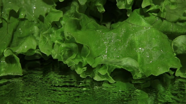 绿色的莴苣在黑色的背景近景摄影视频素材