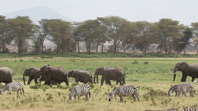 非洲象和平原斑马视频素材