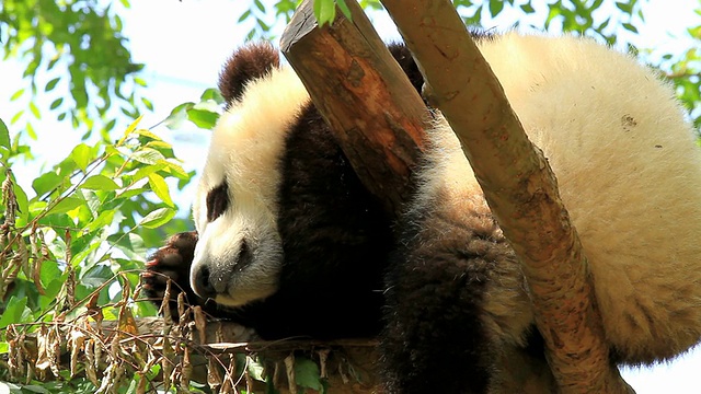 熊猫宝宝睡觉视频素材