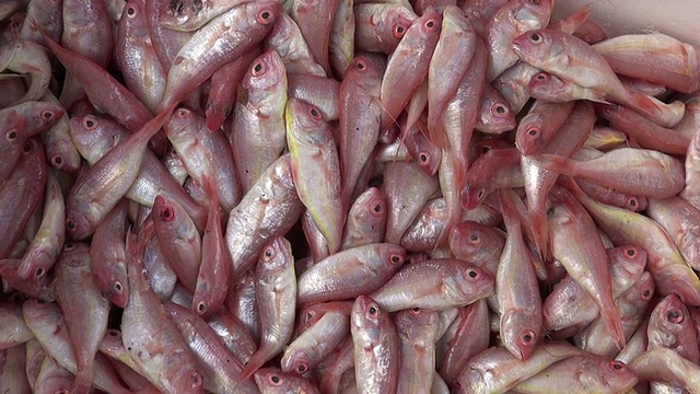 印度亚洲市场的鱼视频下载