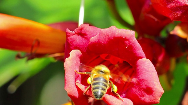 花和蜜蜂视频下载
