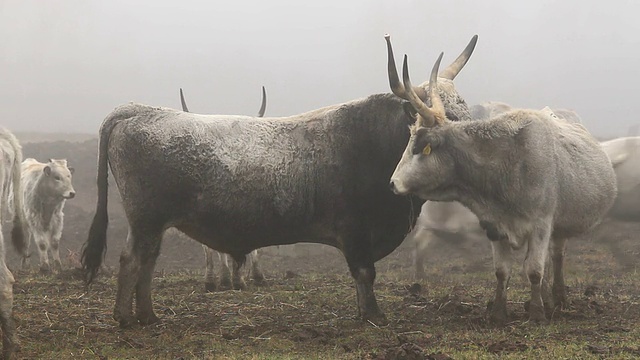 冬天的匈牙利灰牛视频下载