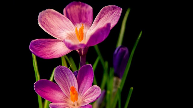 花，紫番红花盛开。春天的觉醒。视频素材