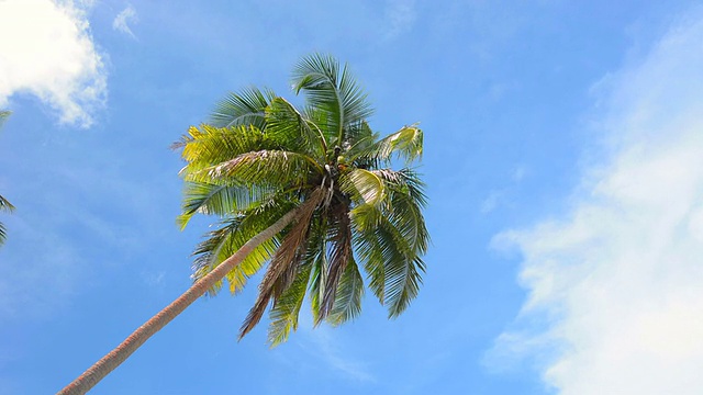 天空下的热带棕榈树视频素材