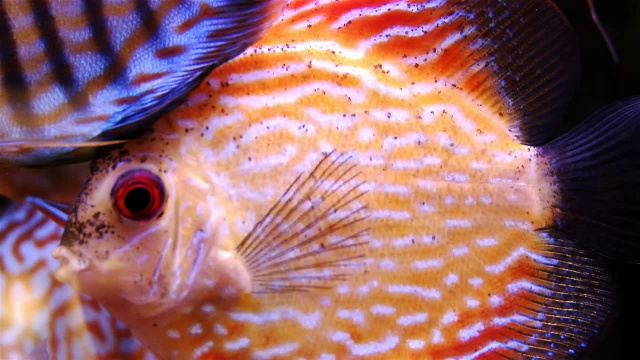 五彩缤纷的铁饼鱼在鱼缸里游泳视频下载