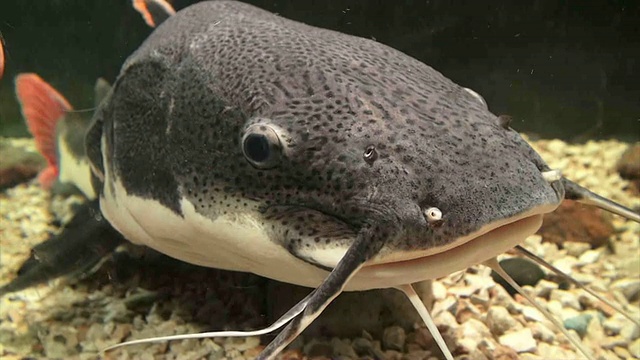 大型鱼鞘鱼漂浮在水族馆里视频下载