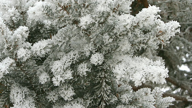 冬天的一天，松枝上覆盖着雪视频素材