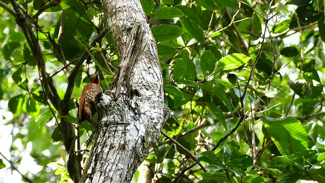桂皮啄木鸟(桂皮啄木鸟)在树上啄食并寻找猎物视频素材