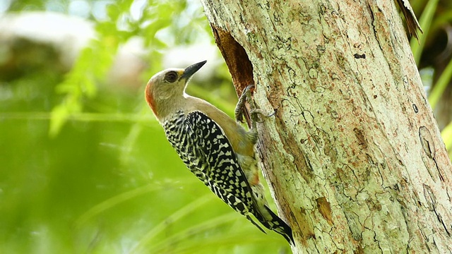 黄冠啄木鸟在树上的大洞啄食视频下载