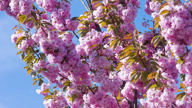 日本春天樱花盛开，大自然为背景视频素材