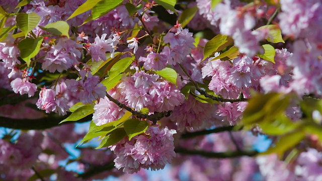 盛开的日本樱桃树视频素材