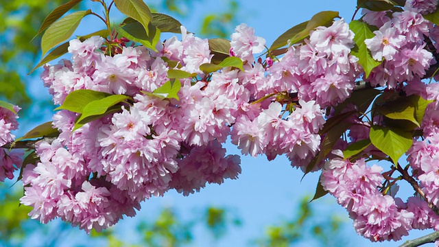 春天盛开的日本樱花视频素材