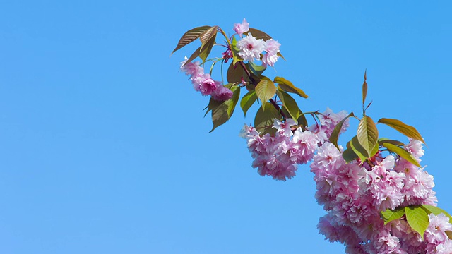 樱桃树开花视频素材