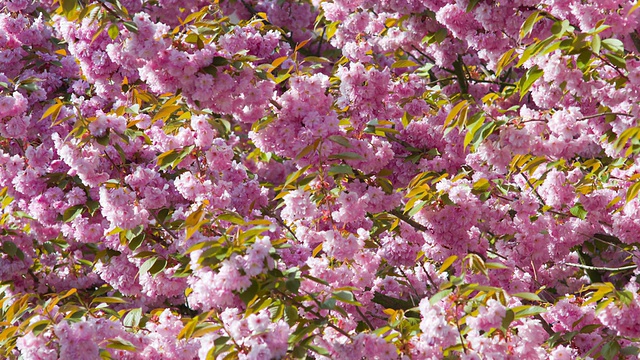 盛开的樱花，粉红色的树视频素材