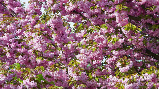 粉红色的樱花盛开在公园里视频素材