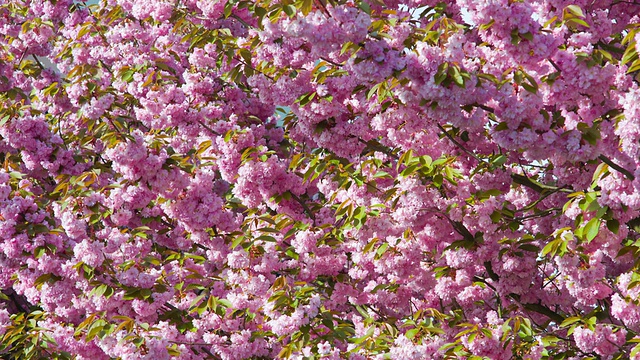 美丽的日本樱花盛开视频素材