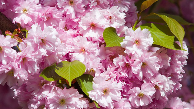 春天樱花盛开，樱花树美丽的粉红色视频素材