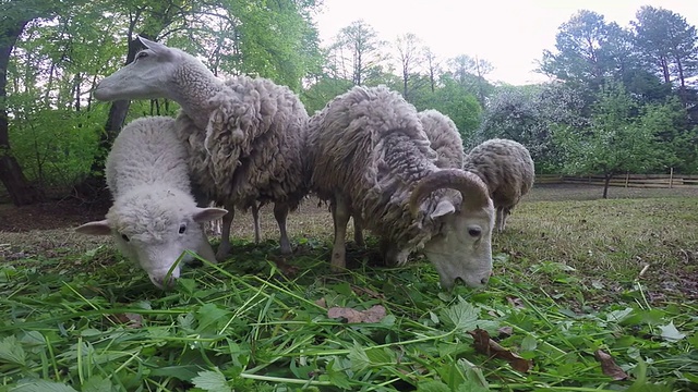 绵羊在草坪上吃草视频素材