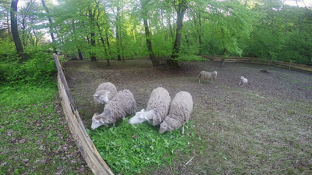 绵羊在草坪上吃草视频素材