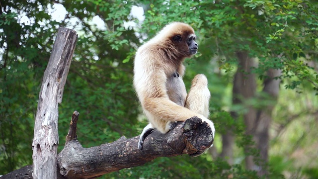 长臂猿在树上打哈欠-股票视频视频素材