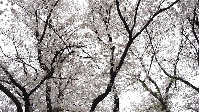 白色的樱花飘落下来视频素材
