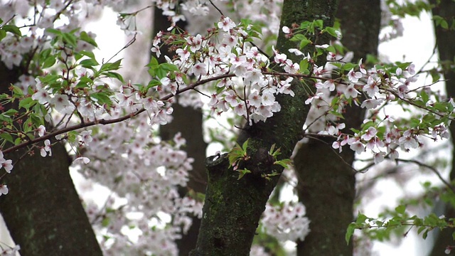 近距离观赏飘落的白色樱花。视频素材