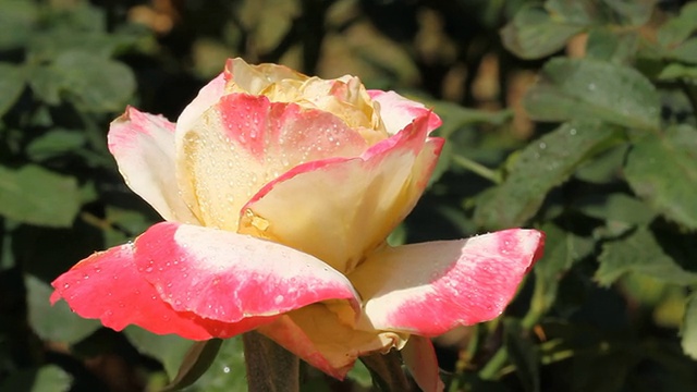 漂亮的粉色玫瑰视频素材