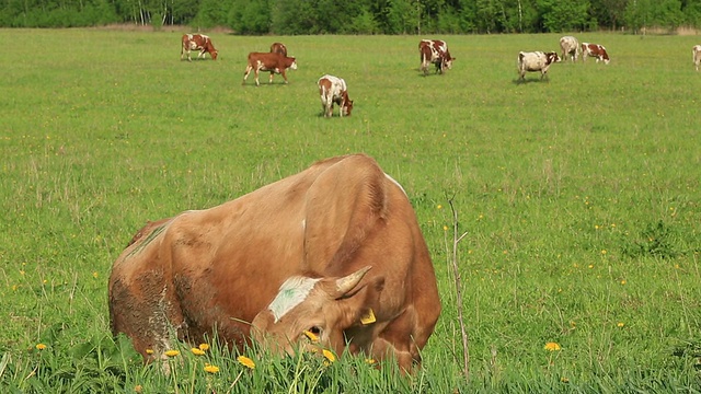 夏天，棕色的奶牛在绿色的草地上吃草。视频素材