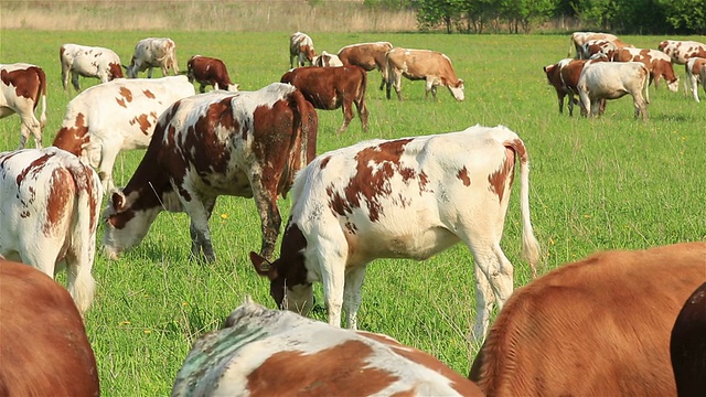 许多牛在田里吃草。视频素材