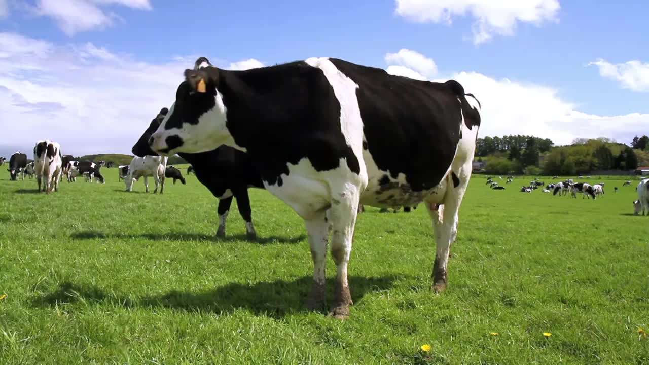 田里的牛。视频素材
