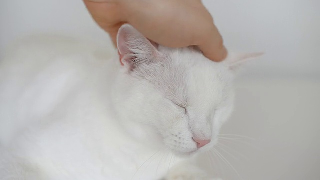 手抚摸白猫头。视频素材
