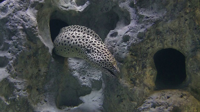 海鳗在水中视频素材