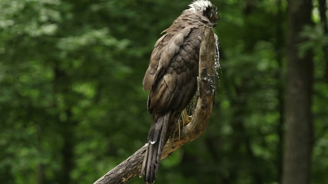 鹰在狩猎前降落在一棵树上视频下载