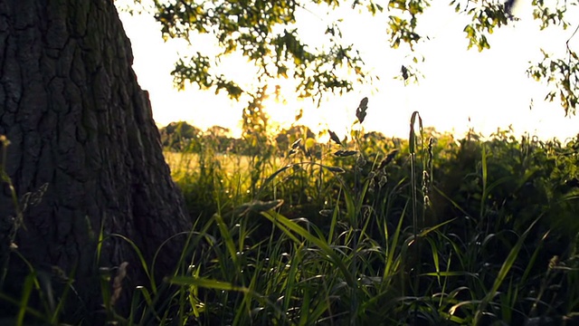 日落时分的英国橡树下视频素材