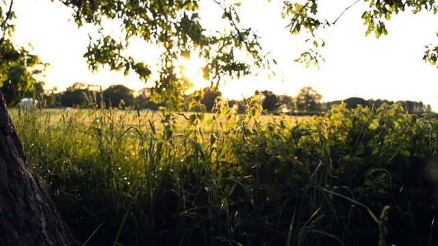 日落时分的英国橡树下视频素材