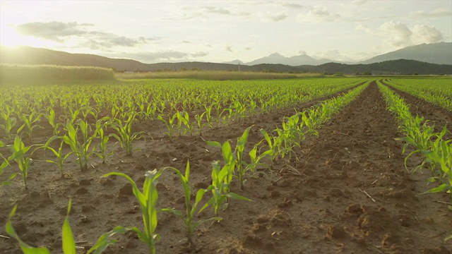 慢镜头:日落时分，玉米地上成排的玉米幼苗视频素材