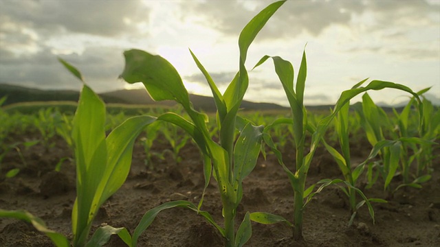 慢镜头特写:在地里生长的玉米幼苗视频素材