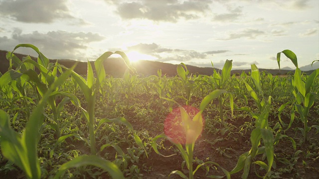 慢镜头特写:阳光透过玉米幼苗照射视频素材