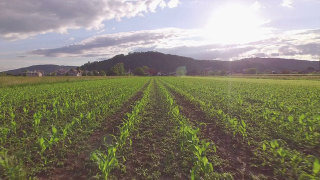 航拍:飞过大片玉米幼苗视频素材