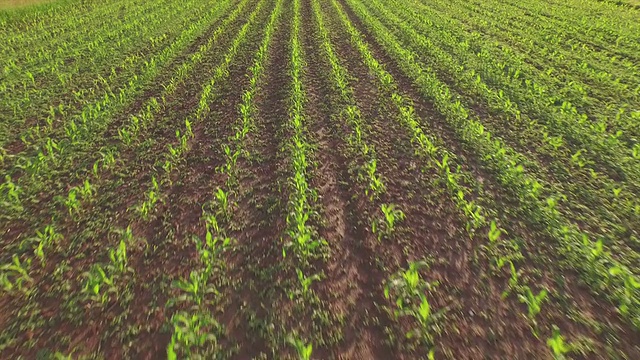 天线:飞过玉米地上一排排青葱的玉米幼苗视频素材