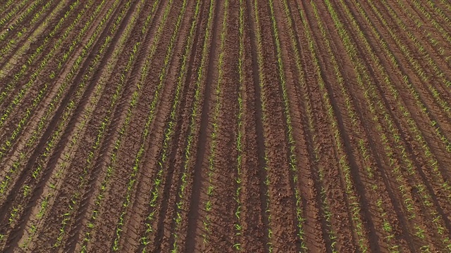 天线:飞过一排排小玉米幼苗视频素材