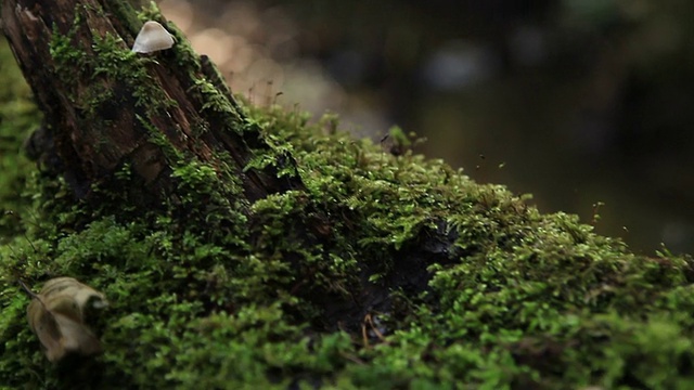 翠绿的野林，落枝流水视频素材