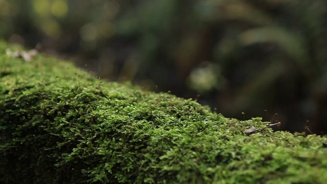 美丽的野生森林与落叶视频素材