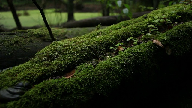 美丽的野生森林与倒下的树视频素材