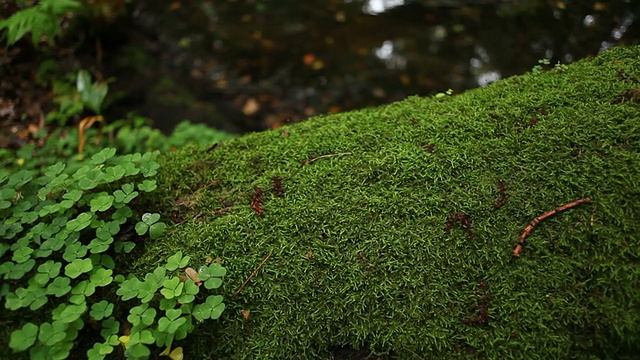 一棵树躺在森林中的一条小溪边视频素材